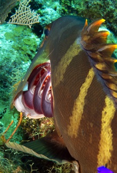 Pederson Cleaner in gills of Nassau Grouper